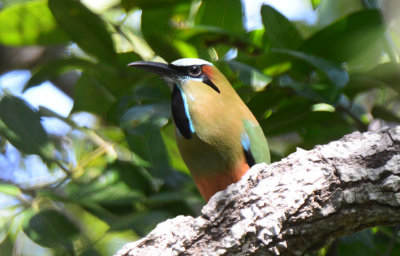 Turquoise-browed Motmot  1115-3j  Ostional