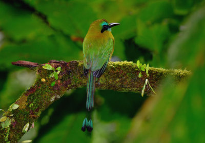 Keel-billed Motmot  1115-3j  Tenorio