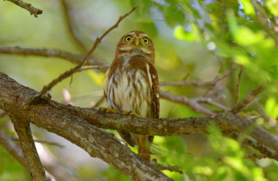 Ferruginous Pygmy-owl  1115-3j  Ensenada