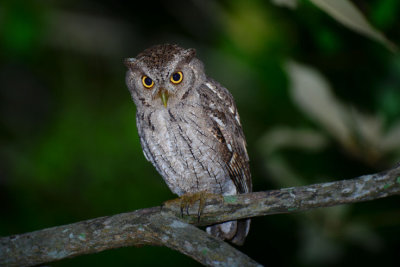 Pacific Screech Owl  1115-4j  Ensenada