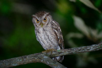 Pacific Screech Owl 1115-4j Ensenada
