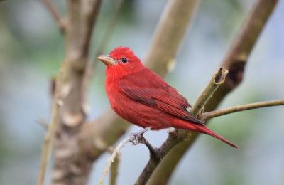 Summer Tanager  1115-1j  Ensenada