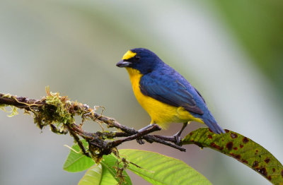 Yellow-throated Euphonia  1115-2j  Tenorio