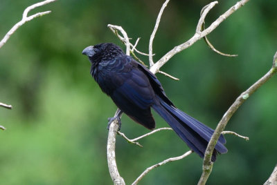 Groove-billed Ani 1115-1j Ostional