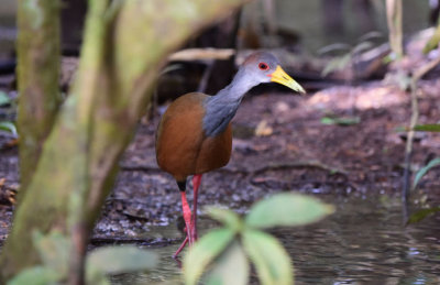 Gray-necked Wood Rail 1115-1j Cano Negro