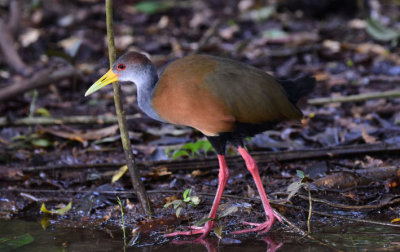 Gray-necked Wood Rail 1115-3j Cano Negro