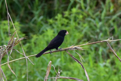 Nicaraguan Seed-finch  1115-1j Cinchona