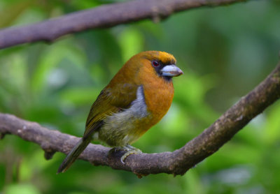 Prong-billed Barbet  1115-2j Cinchona