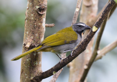 Buff-throated Saltator  1115-1j Cinchona