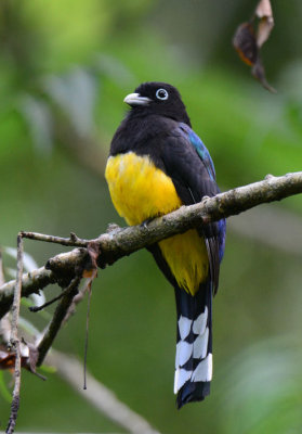 Black-headed Trogon 1115-5j Ensenada