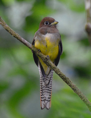 Black-throated Trogon Female  0215-9j  Osa