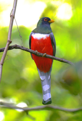 Elegant Trogon 1115-2j Ostional