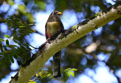 Elegant Trogon Female  1115-3j Ostional