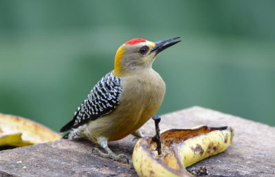 Hoffmann's Woodpecker  1115-1j  Ostional
