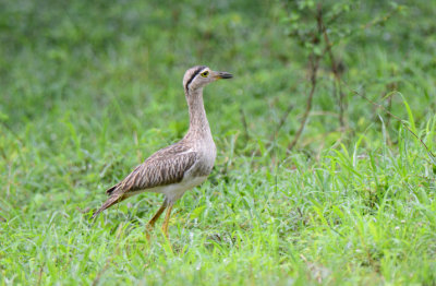 Double-striped Thick-knee  1115-2j Ostional