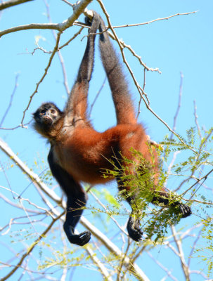 Spider Monkey  0215-4j.jpg