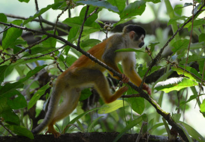 Squirrel Monkey  0215-3j.jpg