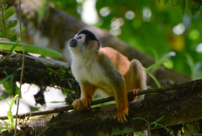 Squirrel Monkey  0215-5j.jpg