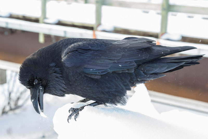 Raven chipping away at snow near railway bridge.
