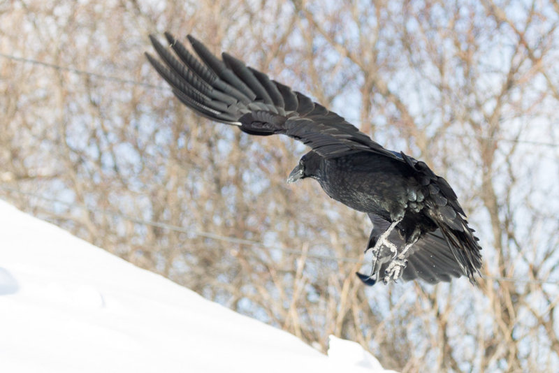 In flight, view from behind and to side