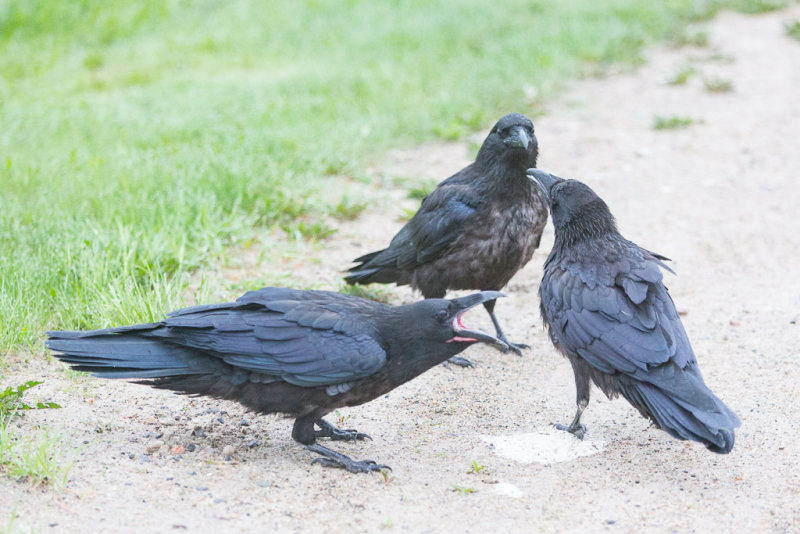 Juvenile ravens