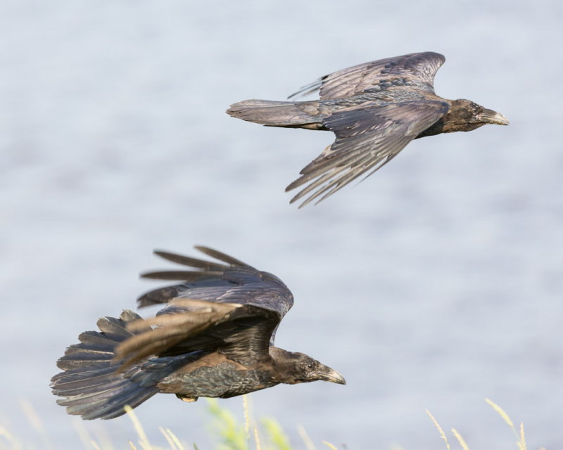Two juvenile ravens in flight.