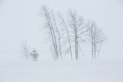 Trees along the Moose River in heavy blowing snow January 24th.