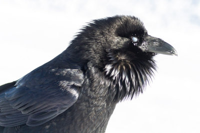 Raven, chuffed up, nictating membrane over eye.