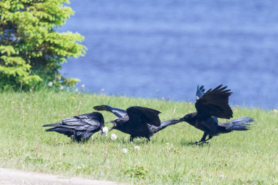 Adult raven with lard feeding two juveniles. 2014 June 24th.