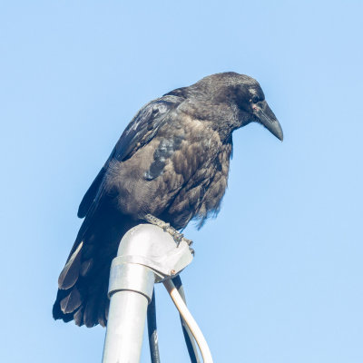 Juvenile raven on service mast.