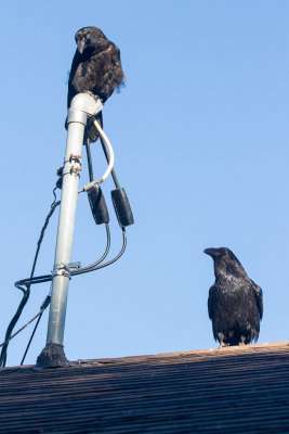June 25 2014. Juvenile raven on service mast. Another on roof below.