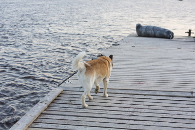 Dog heads to check out seal on dock.