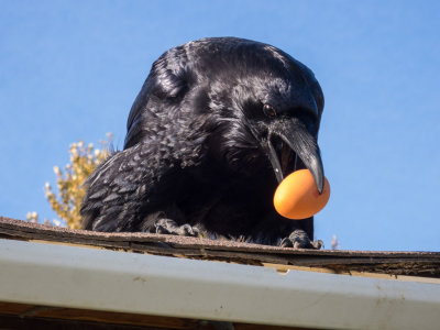 Raven retrieves an egg from an eavestrough.