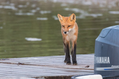 Fox on the docks