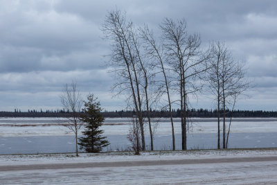Trees along the Moose River on a cloudy morning 2015 November 30th.