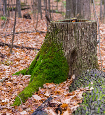 _MG_5807.jpg