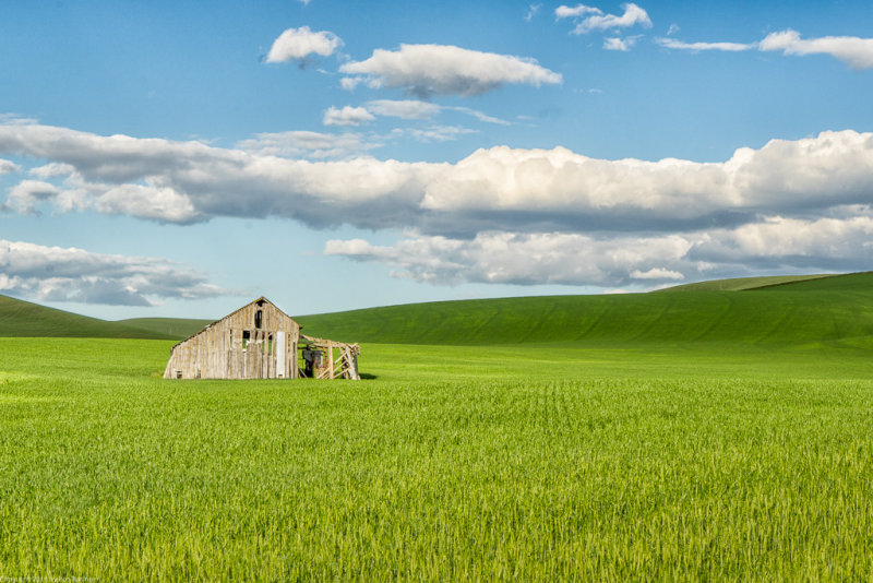 Spring Day in the Palouse