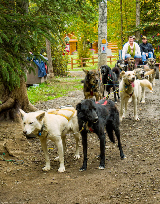 Iditarod Team