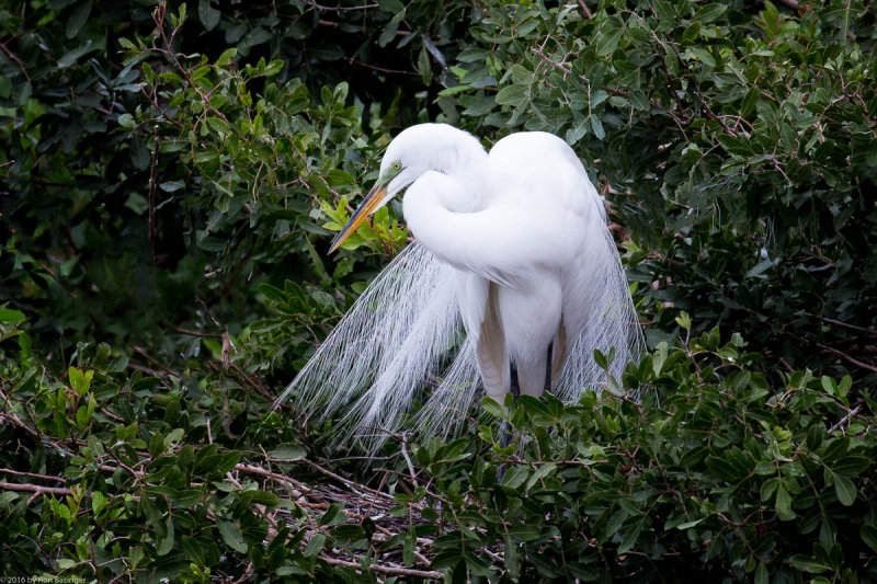 Great Egret on Nest