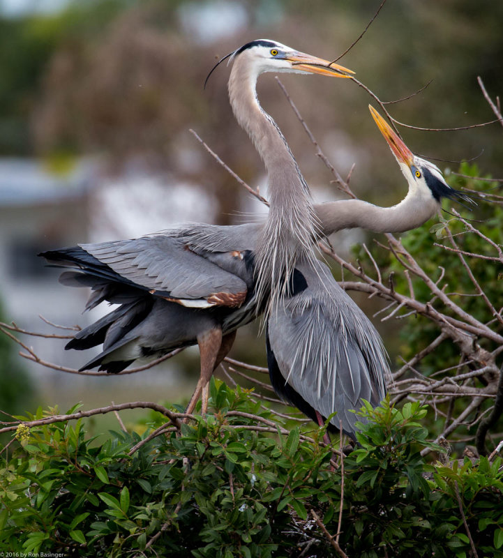 Exchanging Stick