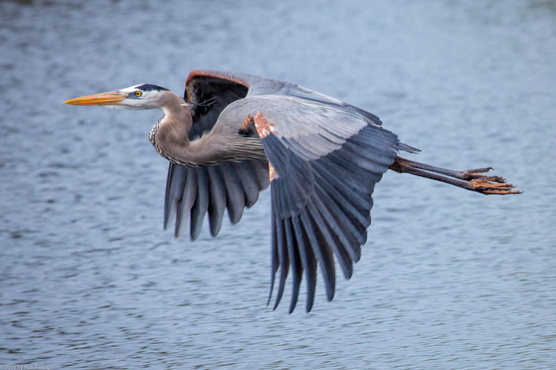 Great Blue Heron