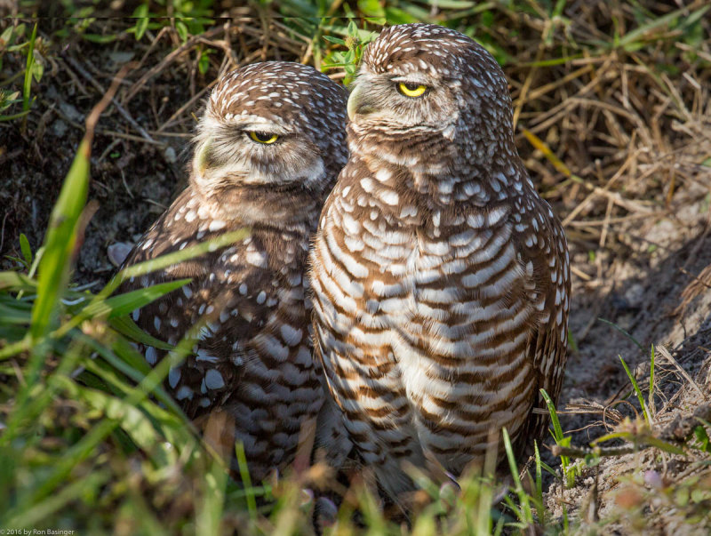 Pair of Burrowing Owls