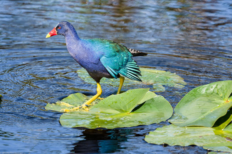 Purple Gallinule