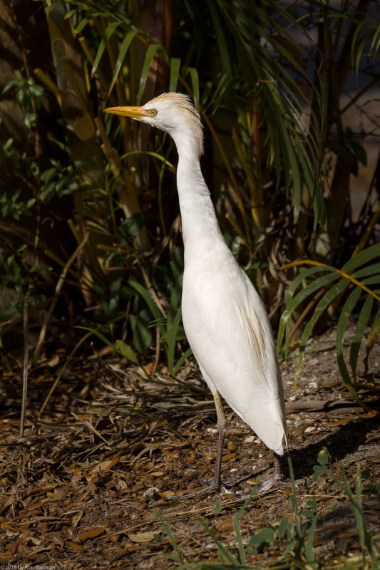 Cattle Egret