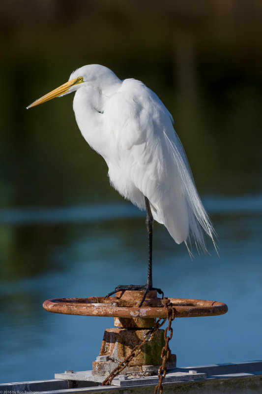 _Great Egret