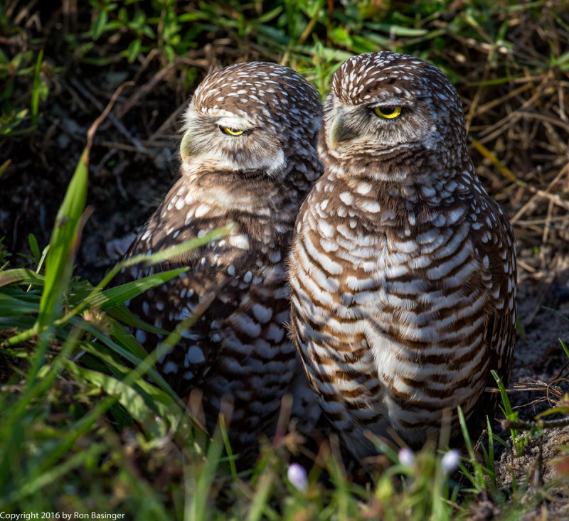 Pair of Burrowing Owls