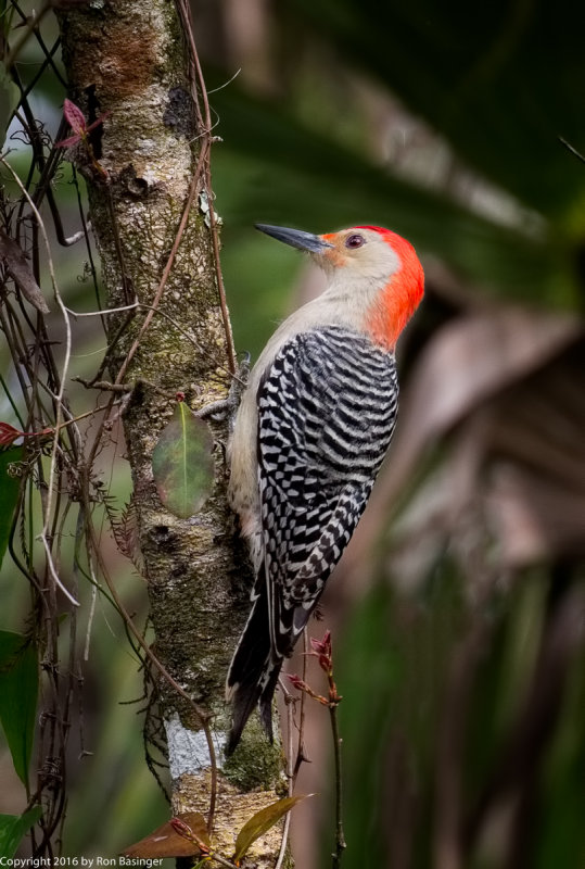 Red Headed Woodpecker