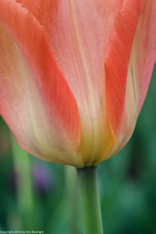 Tulip