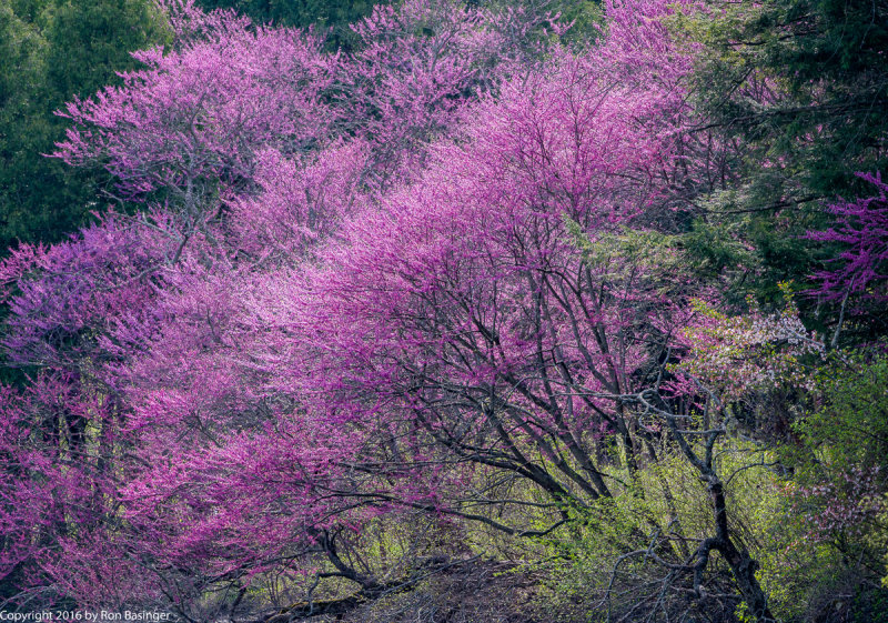 Redbuds