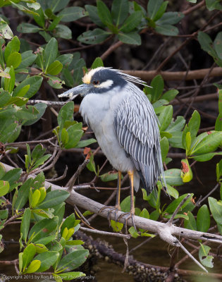 Wildlife 2015